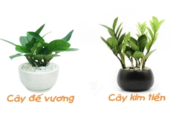 Tuổi tỵ trồng cây gì hợp phong thủy để mang lại tài vận?
