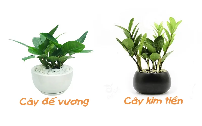 Tuổi tỵ trồng cây gì hợp phong thủy để mang lại tài vận?